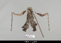 藏品(中國湖北皮影戲偶身)的圖片